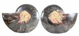 Split Black/Orange Ammonite Pair - Unusual Coloration #55607-1